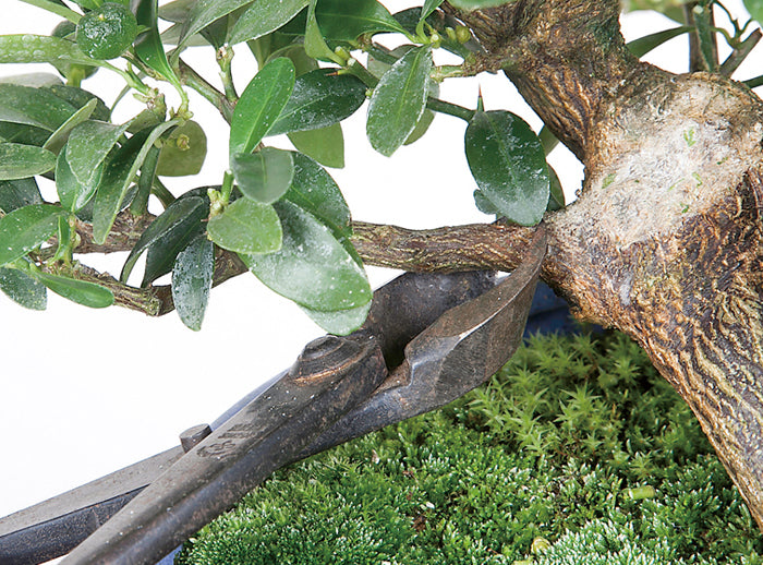 Ciseaux Bonsaï pour Pincement des Bourgeons – Coupe Précise (170 mm)
