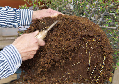 Griffe à Racines Bonsaï Japonaise – Mini Root Rake 1 Dent Manche Bois