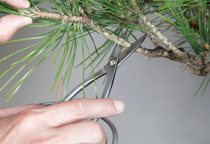 Bonsai Scissors Stainless Steel 210mm – Precise Pruning and Maintenance