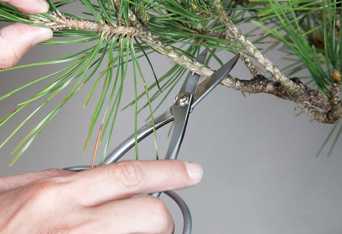 Ciseaux Bonsaï Inox 210 mm – Coupe Précise des Petites Branches