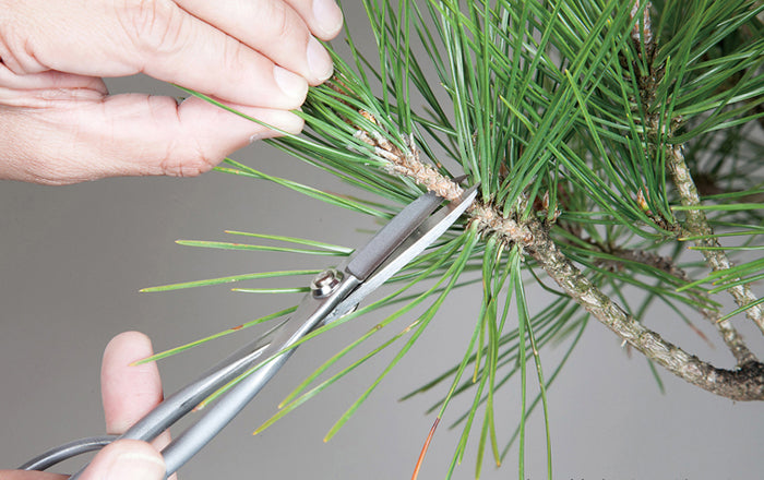 Bonsai Scissors Stainless Steel 210mm – Precise Pruning and Maintenance