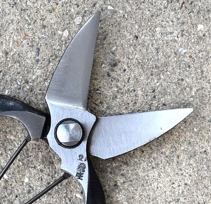 Ciseaux japonais Tobisho pour ail et taille de daisugi – 180 mm, forge intégrale