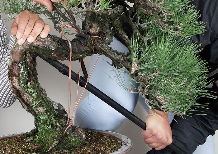 Levier Japonais Professionnel pour Cintrage de Branches Bonsaï – Outil de Mise en Forme 710 mm