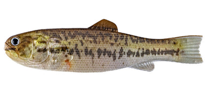 Imakatsu BASSWORM 145 – Leurre souple en forme de bass, concept inédit
