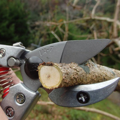 Sécateur Japonais à Enclume ARS VA-8Z 205 mm | Coupe Branches 25 mm