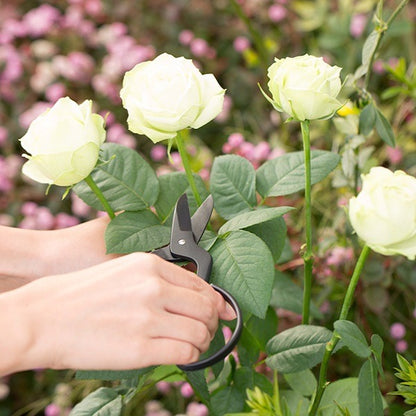 Ciseaux à Fleurs Japonais Forgés – Kobayashi FLORIST HARVESTER | Acier Traditionnel Sanjo