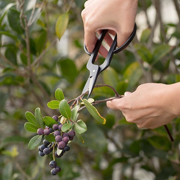 Ciseaux à Fleurs Japonais Forgés – Kobayashi FLORIST HARVESTER | Acier Traditionnel Sanjo