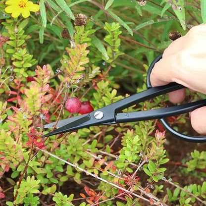 Ciseaux japonais de récolte Kobayashi HARVESTER – Acier forgé – Made in Japan