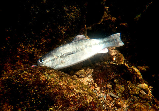 Imakatsu BASSWORM 145 – Leurre souple en forme de bass, concept inédit