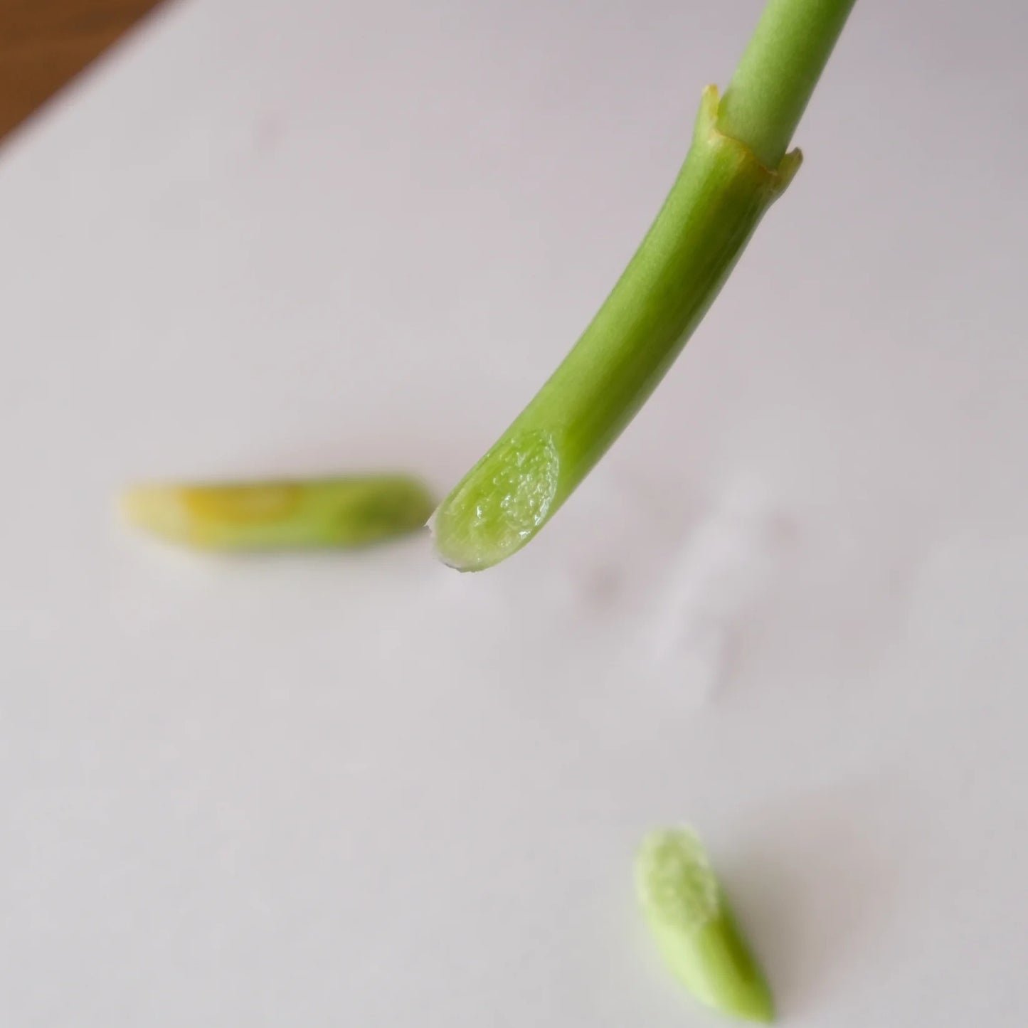 Ciseaux japonais de fleur Yoshizane – Acier forgé artisanal – Made in Japan