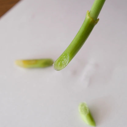 Ciseaux japonais de fleur Yoshizane – Acier forgé artisanal – Made in Japan